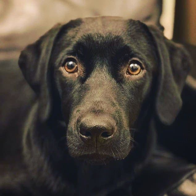 Labrador Dalmatian Mix