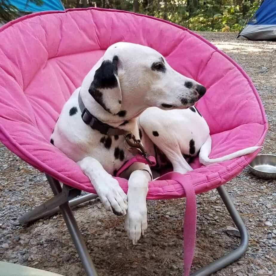 Great dane dalmatian mix