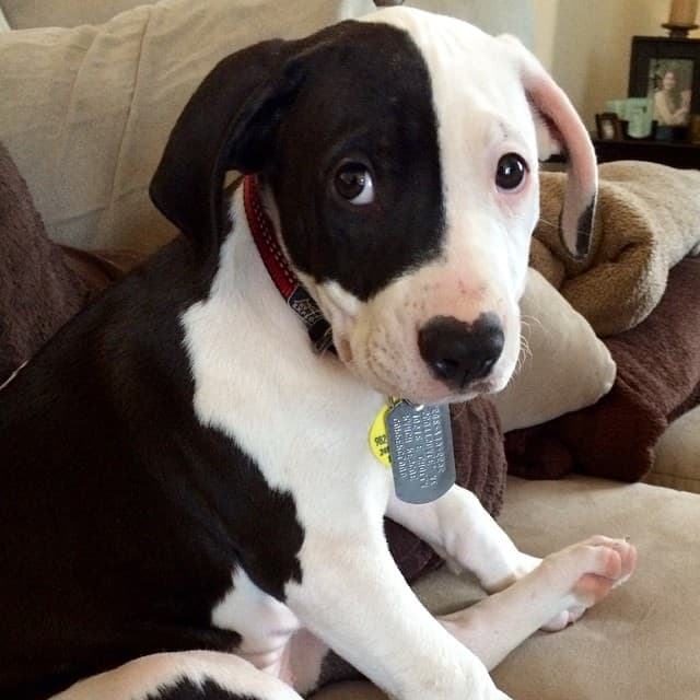 Chow chow dalmatian mix