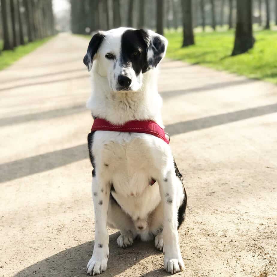 Border collie dalmatian mix