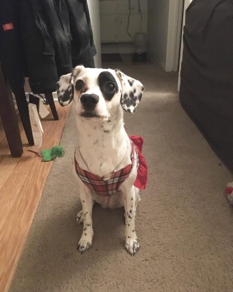 Dachshund Dalmatian Mix