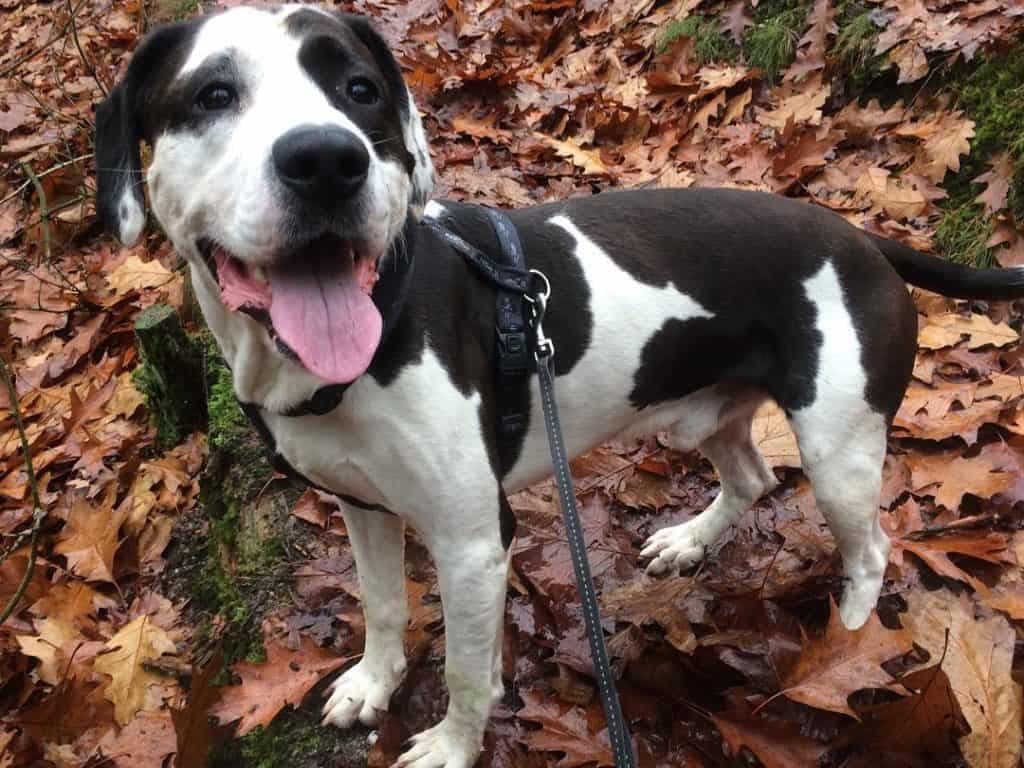 Cocker spaniel dalmatian mix