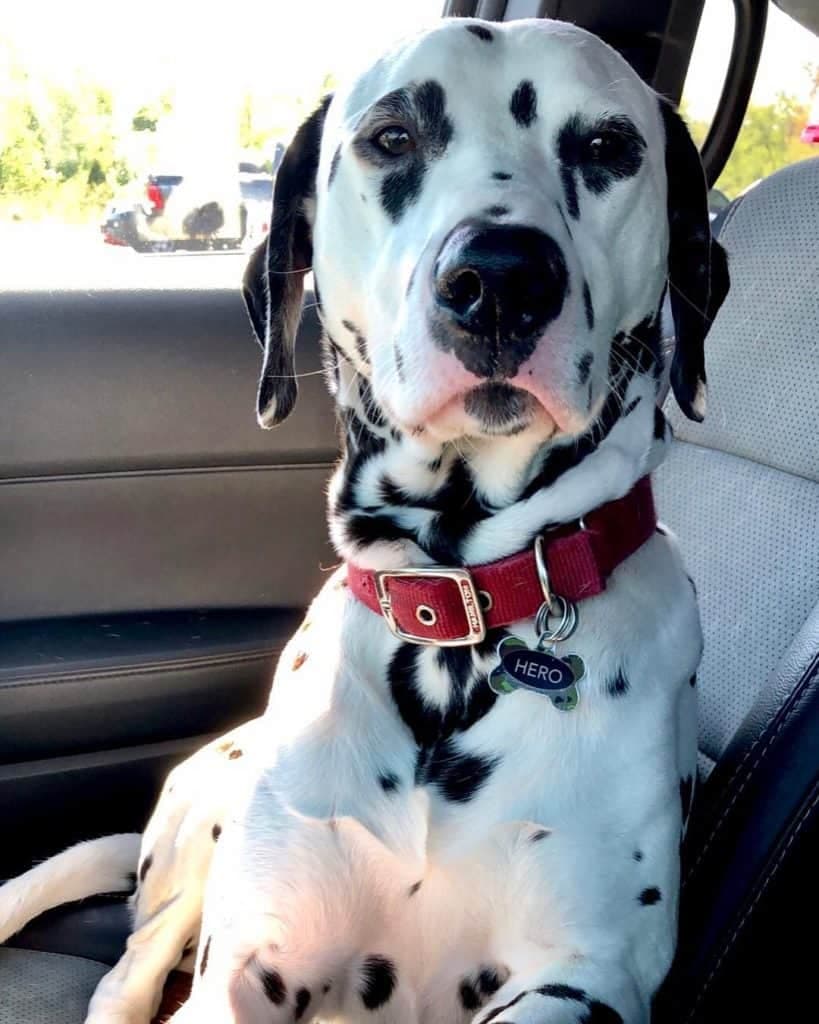 St. Bernard dalmatian mix