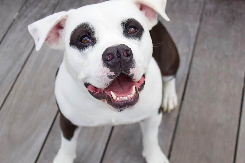 American bulldog dalmatian mix