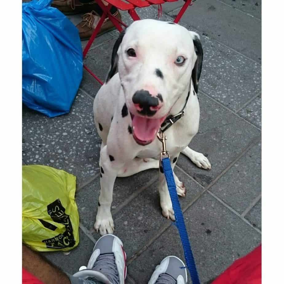 Cane corso dalmatian mix