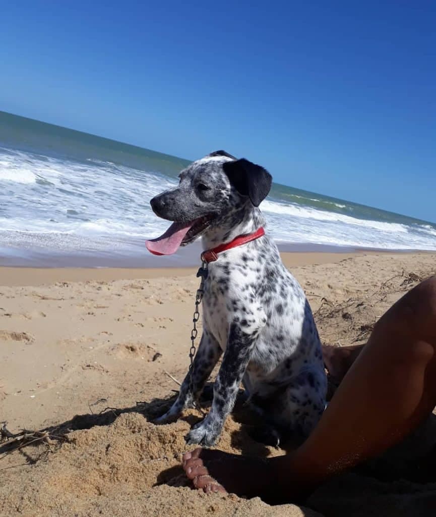 Blue Heeler Dalmatian Mix