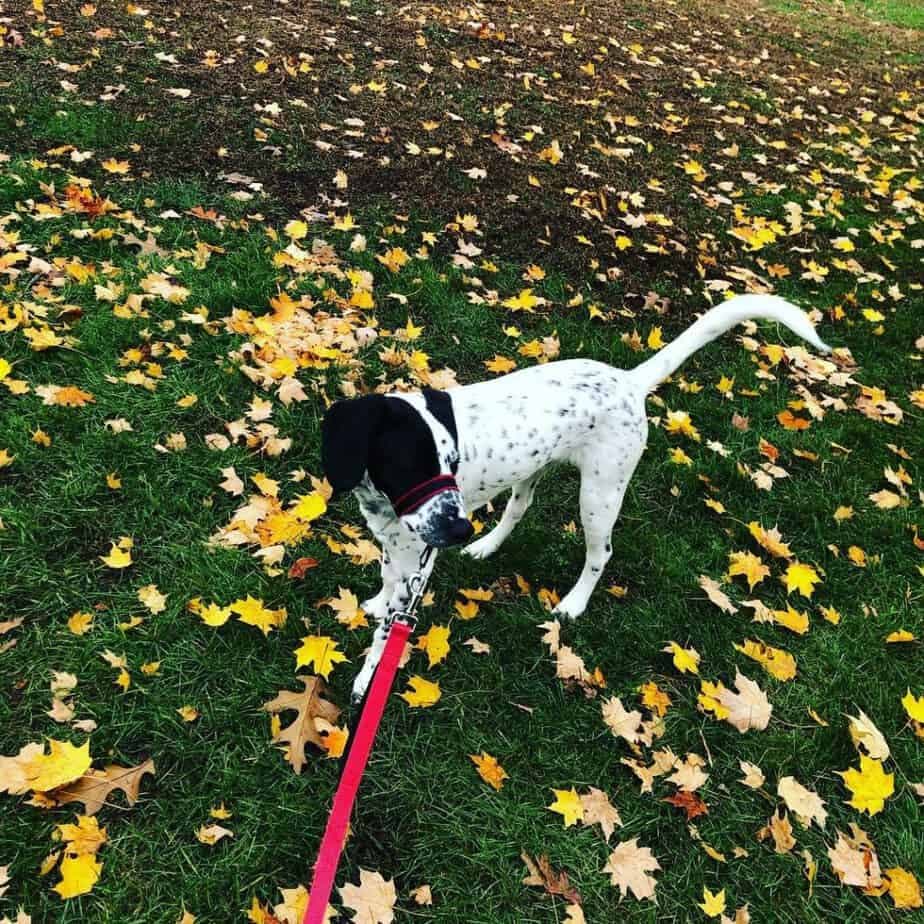 Great Pyrenees Dalmatian Mix