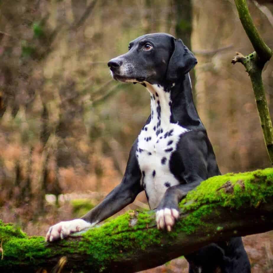 Doberman dalmatian mix