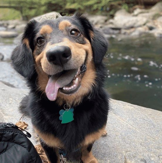 German shepherd dachshund mix: feisty and smart with a big heart