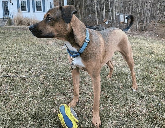 German shepherd dachshund mix: feisty and smart with a big heart