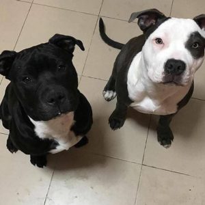 Black and white pitbull lab best sale mix