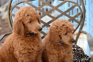 Top 10 facts about your dog's grooming