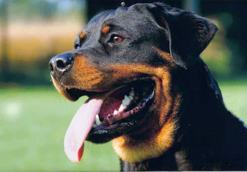 Top 20 best dog breeds to own