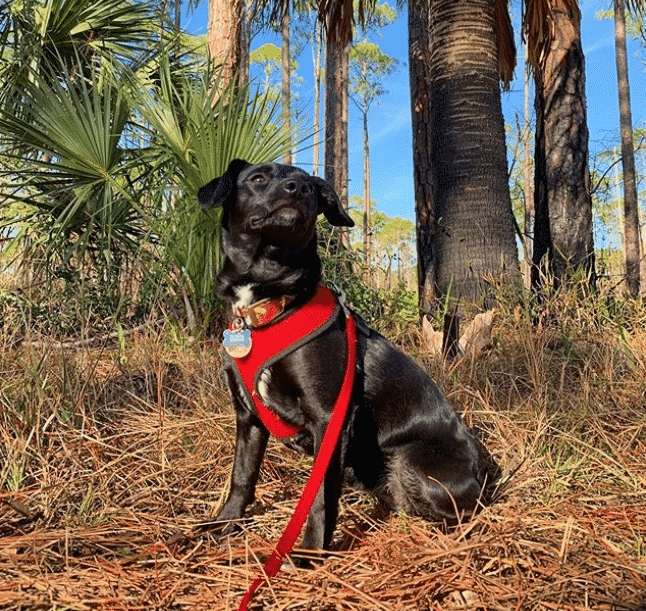 Rat terrier dachshund mix: the tiny turbulent troublemaker