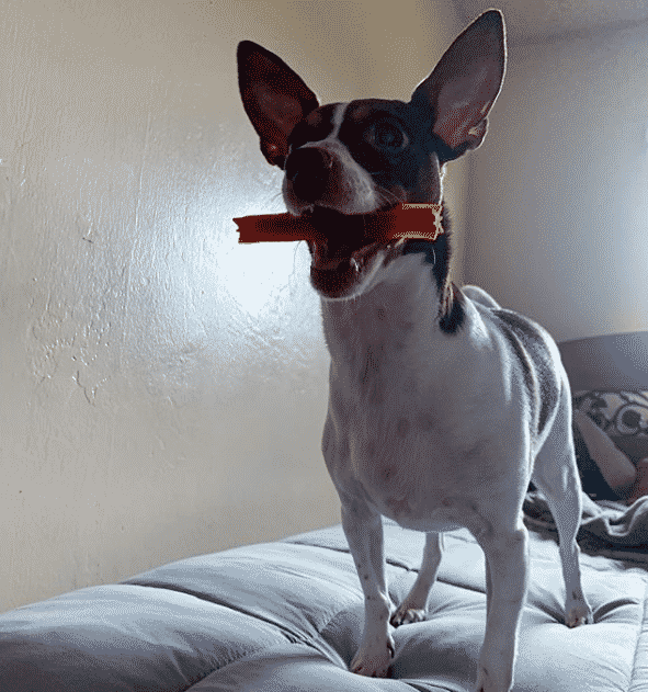Rat terrier dachshund mix: the tiny turbulent troublemaker