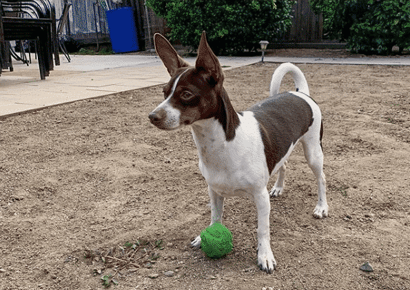 Rat terrier dachshund mix: the tiny turbulent troublemaker