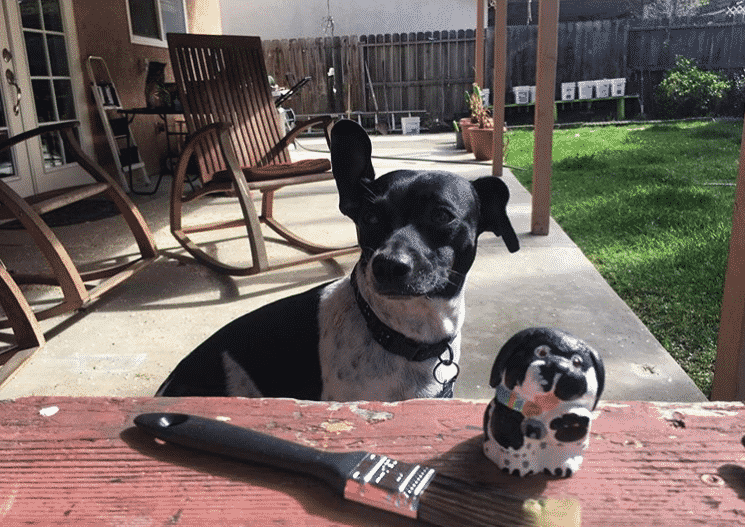 Rat terrier dachshund mix: the tiny turbulent troublemaker