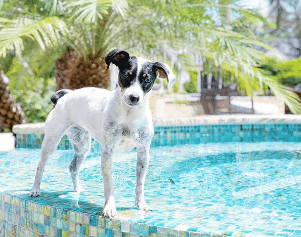 Rat terrier dachshund mix: the tiny turbulent troublemaker