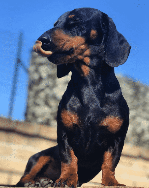 Dachshund Seizures: How to Avoid and Treat