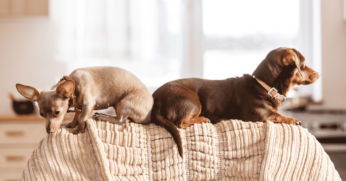 best kennel club