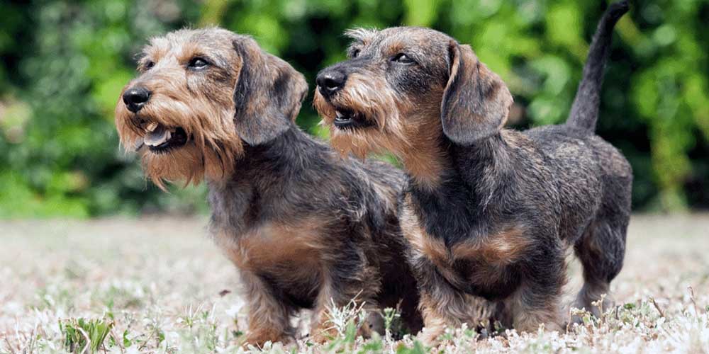Wire Haired Dachshund Puppies Sunset Dachshunds