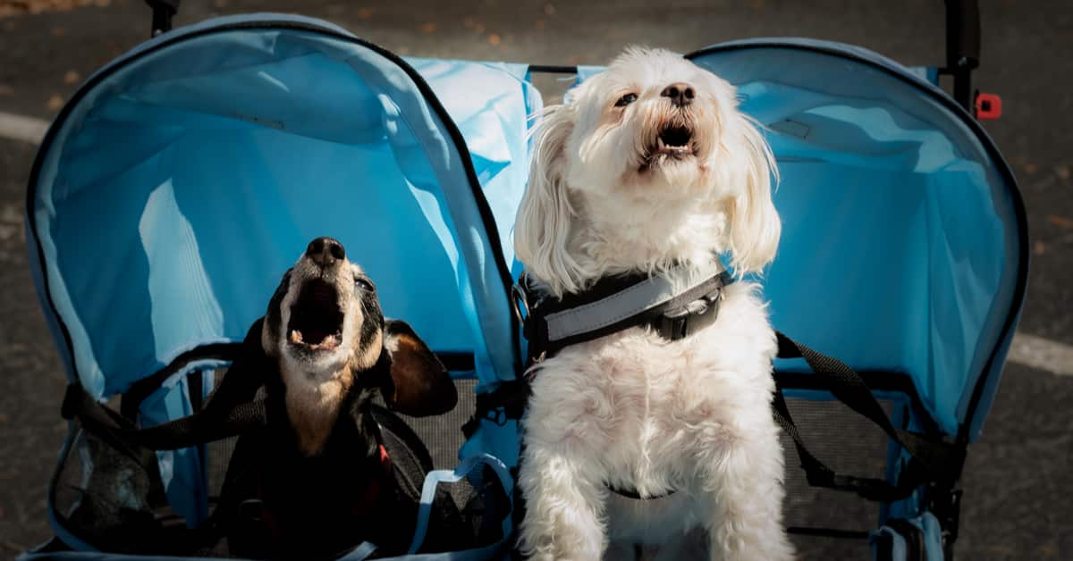 Maltese Dachshund Mix Fluffy and Long Alpha Paw
