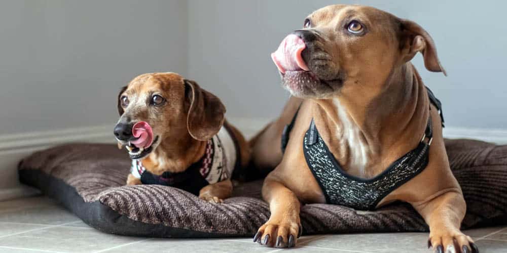 Dachshund Pitbull Mix Facts
