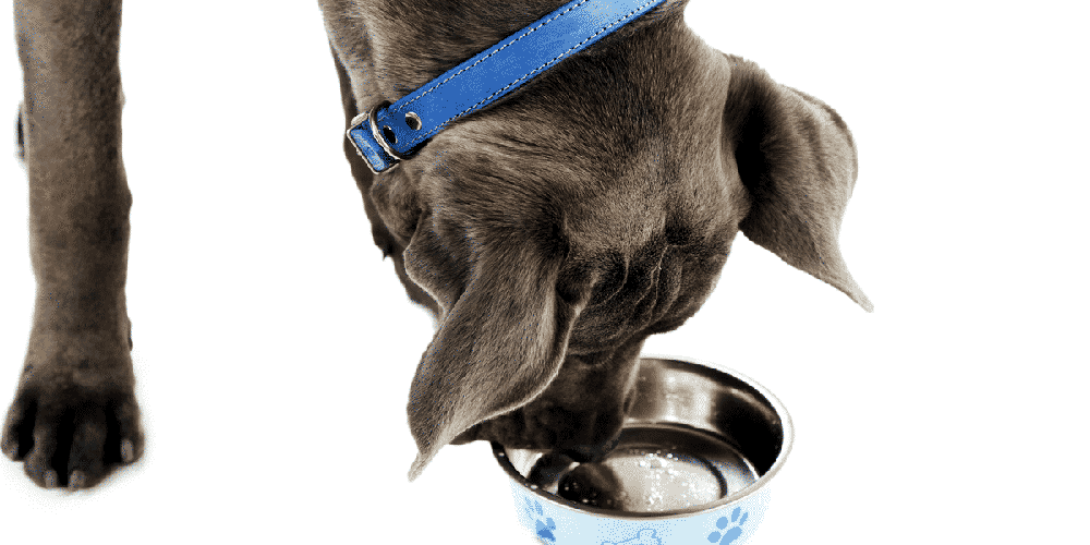 Top 10 Best Large Breed Adult Dry Dog Food Brands