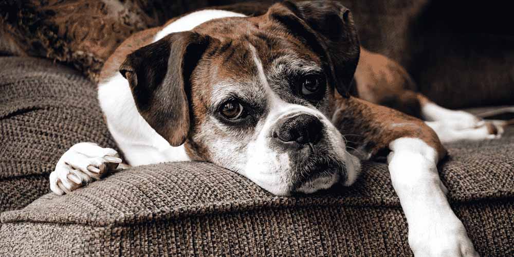 Top 10 best senior dry dog food brands of 2021