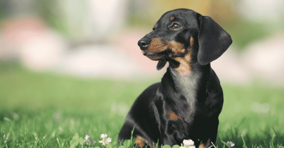 Dachshund vs Miniature Dachshund: The Battle of Wieners