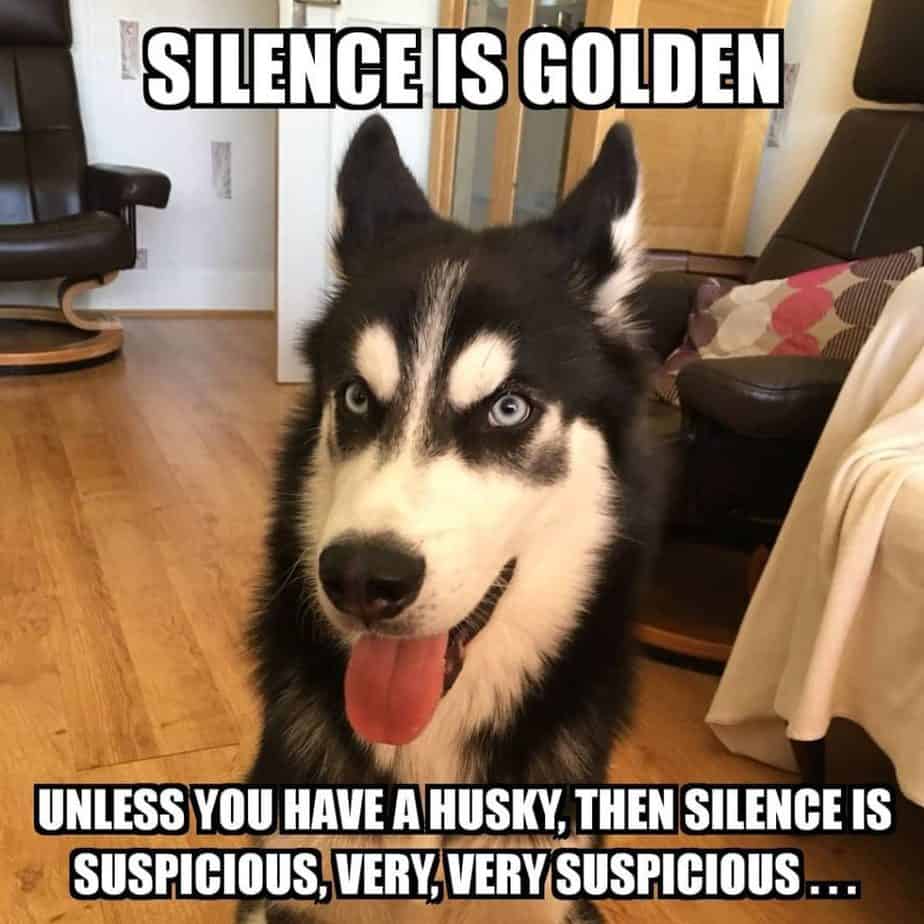Silence is golden unless you have a husky,then silence is suspicious, very, very, suspicious husky meme