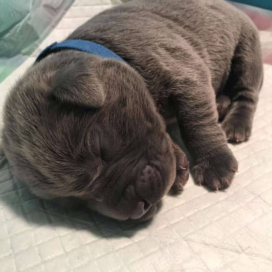 silver labrador retriever