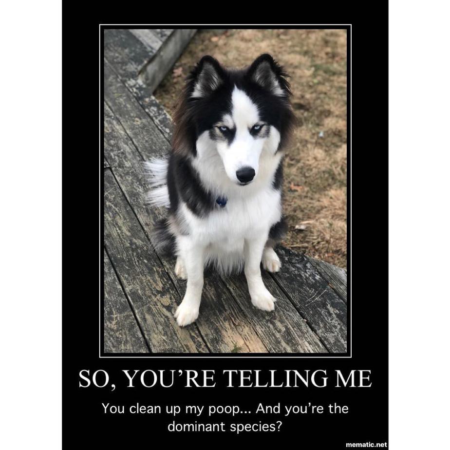 so, you're telling me you clean up my poop and you're the dominant species Husky Meme