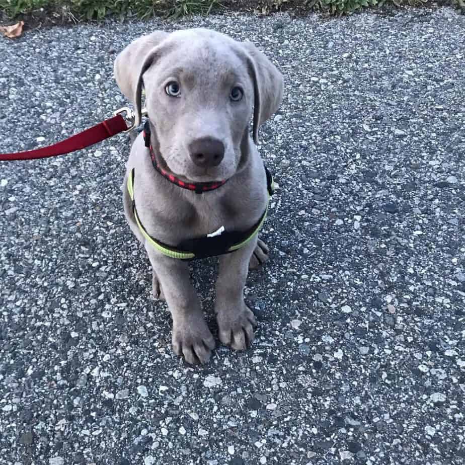 Silver labs