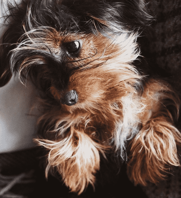 Dachshund yorkie mix: the ultimate dorkie guide