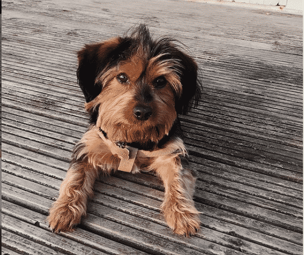 Dachshund yorkie mix: the ultimate dorkie guide