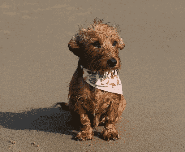 Dachshund yorkie mix: the ultimate dorkie guide