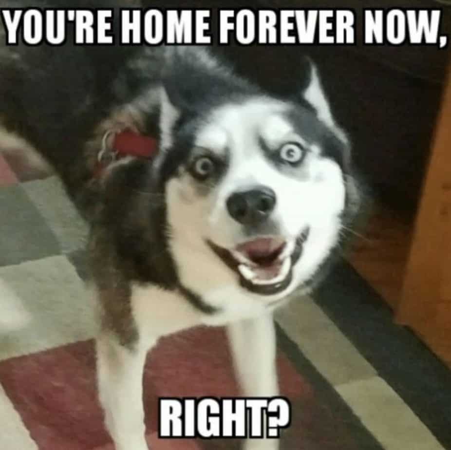 You're home forever now, right? Husky meme
