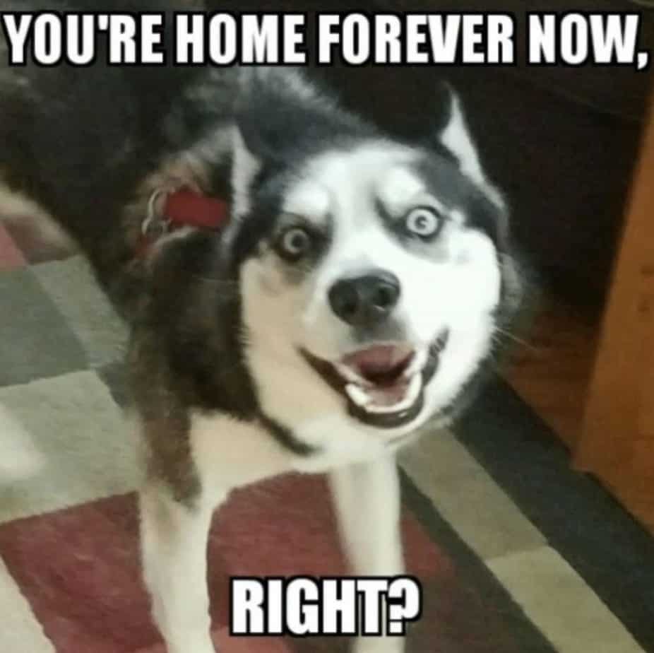 You're home forever now, right? Husky Meme