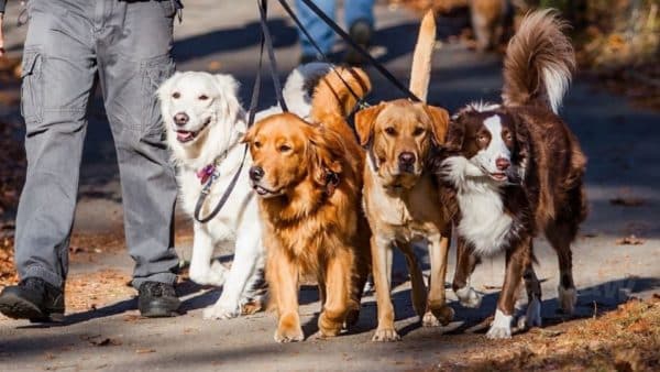 A New Leash on Life How To Get Your Pup To Stop Pulling You On A Walk (1)