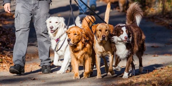 A New Leash on Life: Tips To Get Your Pup To Stop Pulling You On A Walk