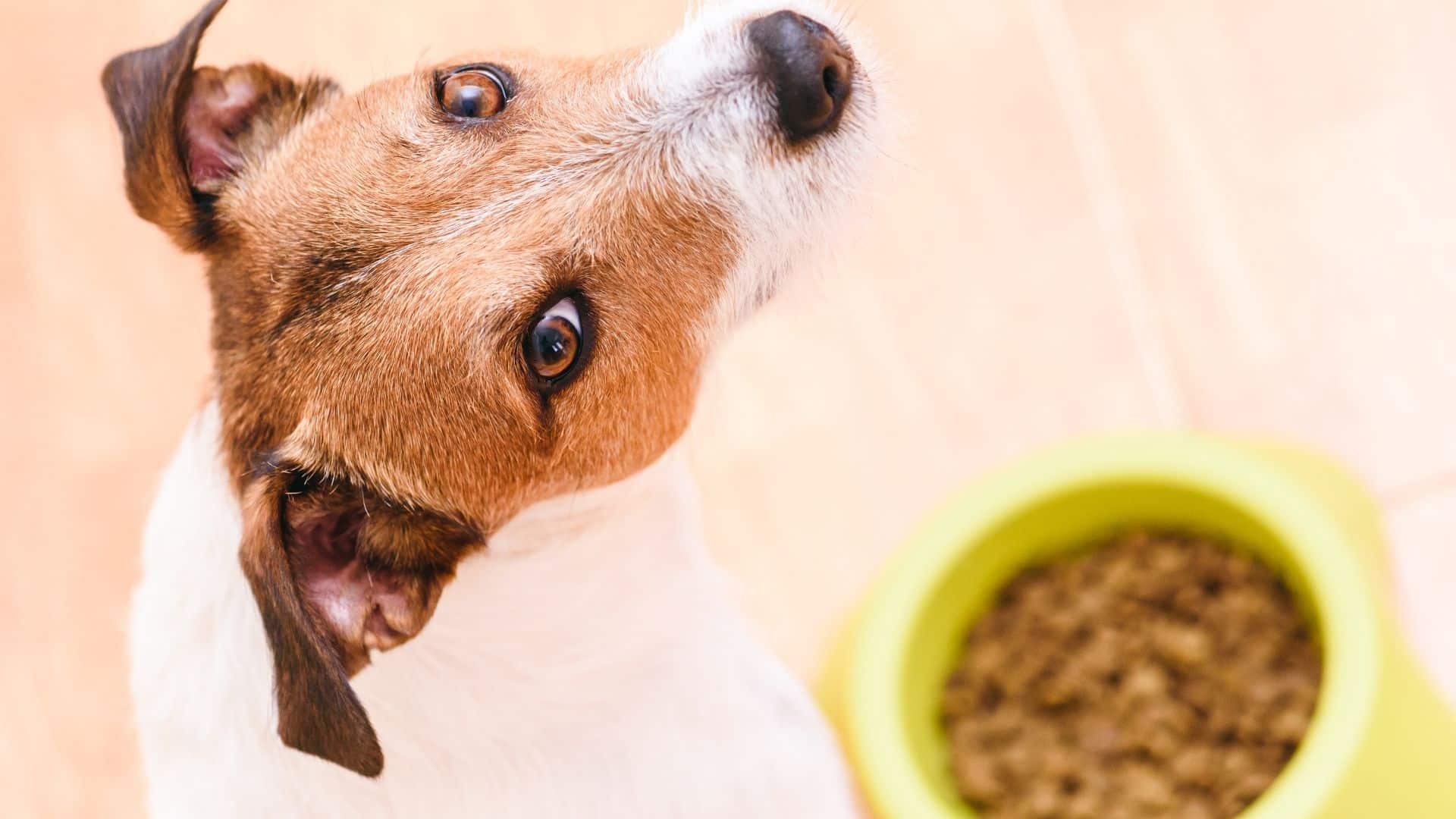 Switching dog food brands here is the best way...
