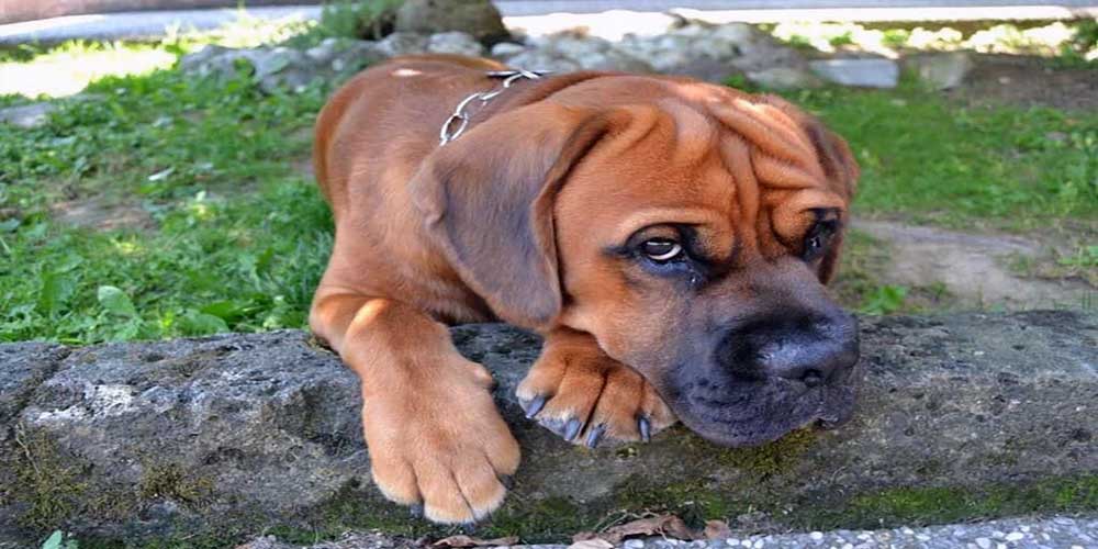 45+ Cocker Spaniel Mix Breeds