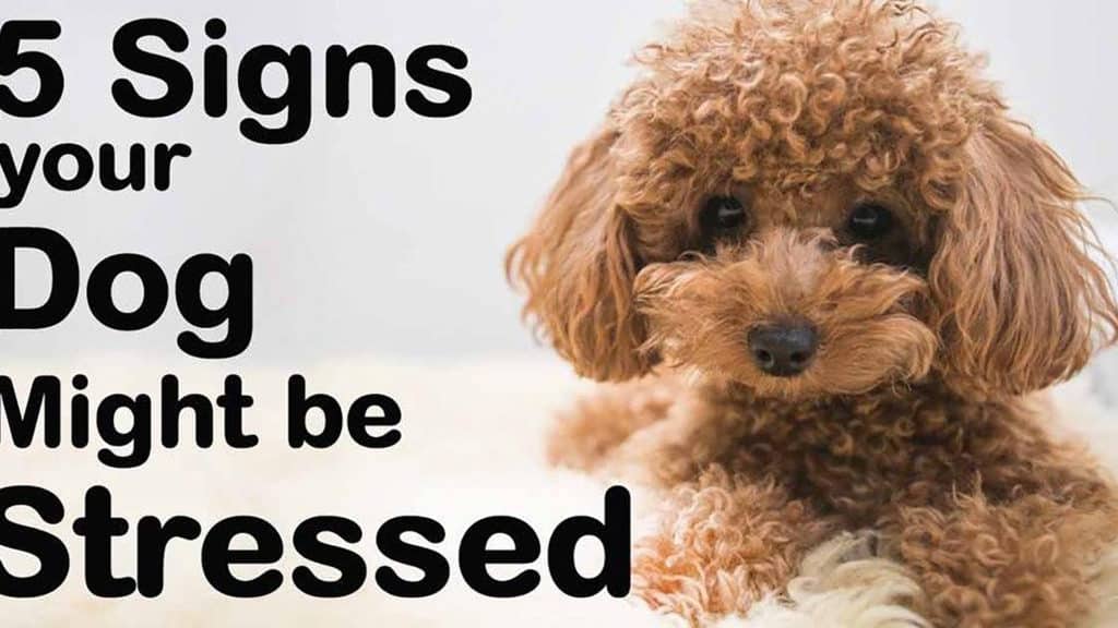 what are the signs of a stressed dog