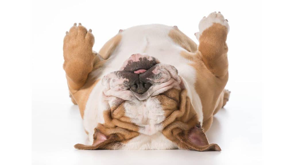 5 signs your dog might be stressed
