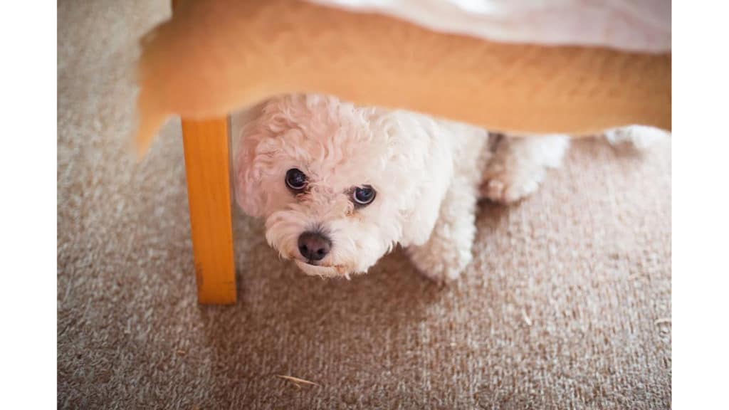 5 Signs Your Dog Might be Stressed