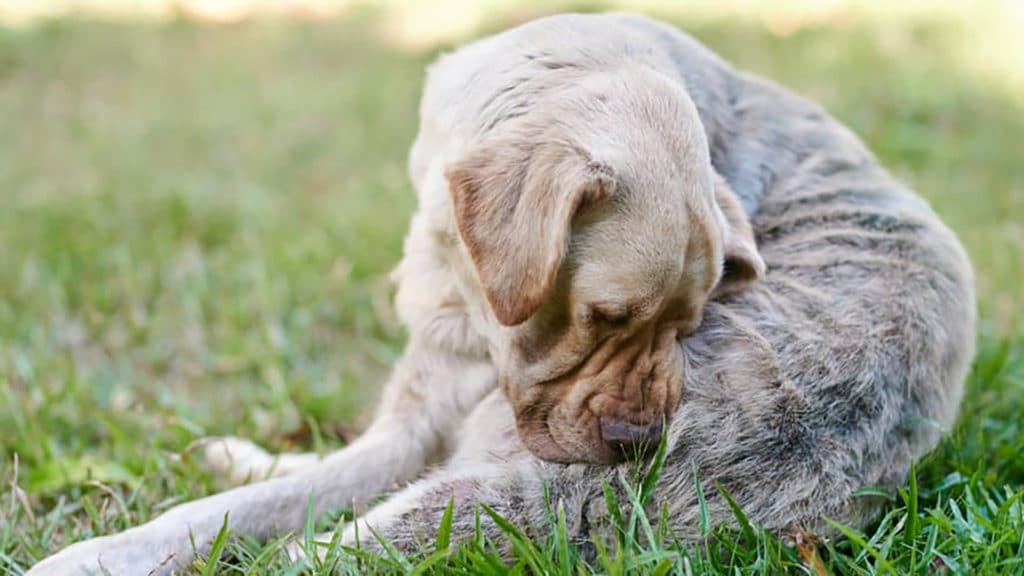 5 signs your dog suffers from anxiety