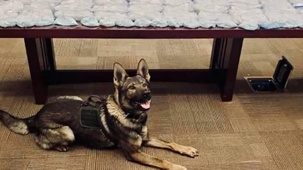 Highway patrol dog apis sniffs out 81 pounds of meth and drugs