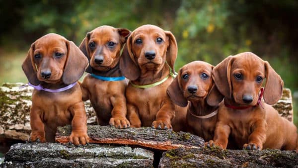 Preventing ivdd in dachshunds