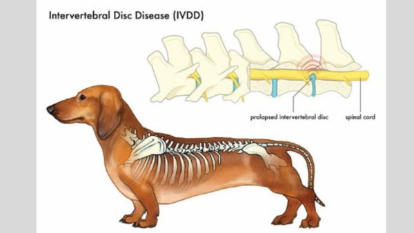 What are the symptoms of IVDD in dogs?